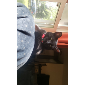 Image of Mortisha (Tizzo), Lost Cat