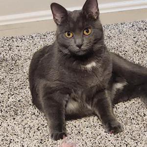 Image of Cinder, Lost Cat
