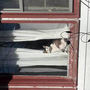 Image of Smokey, Lost Cat