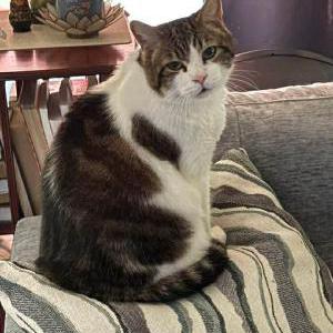 Image of Coco, Lost Cat