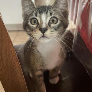 Lost Cat Bigotes