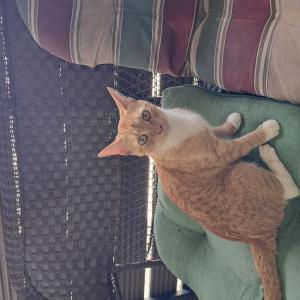 Found Cat Unknown
