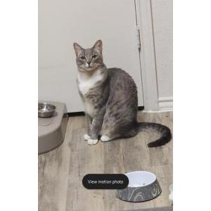 Image of Gato, Lost Cat