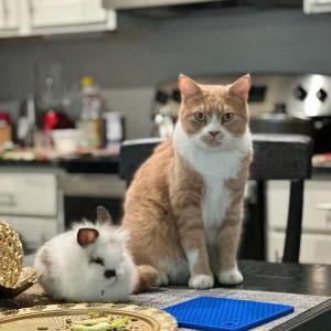Lost Cat Simsim