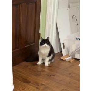 Lost Cat Herman