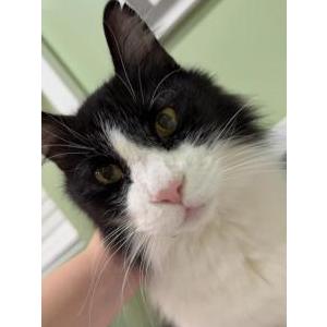 2nd Image of Herman, Lost Cat