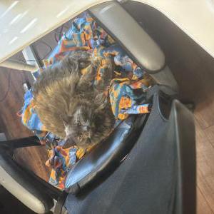 Lost Cat Scarlet