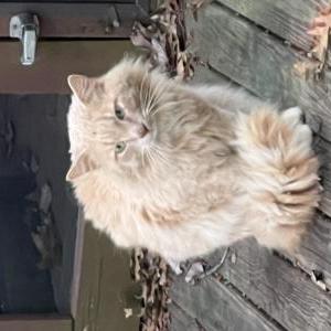 Image of Unknown, Found Cat