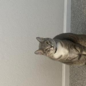 Image of Gandalf, Lost Cat