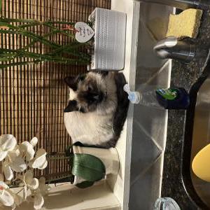 Lost Cat Sassy