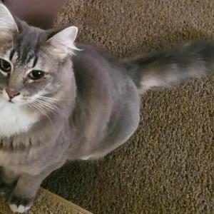 Image of Elizabeth, Lost Cat