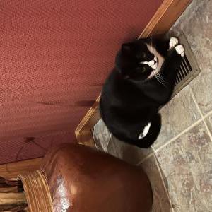 Image of Bugsy, Lost Cat