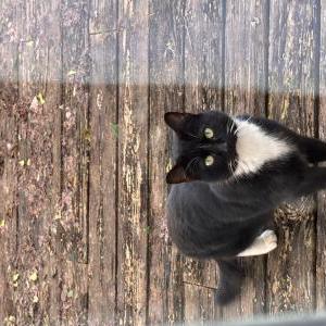 Image of Unknown, Found Cat
