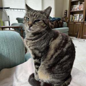 Lost Cat Tiger or Maui