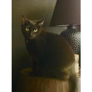 Lost Cat Blanket