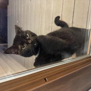 Found Cat Unknown