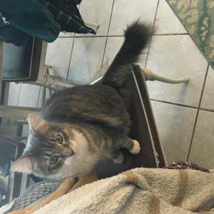 Image of Seamus, Lost Cat