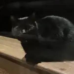 Lost Cat Harry