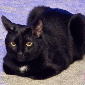 Lost Cat Poe