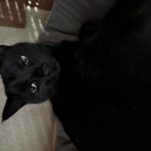 Image of Star, Lost Cat