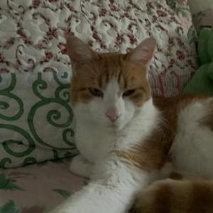 Image of Xavier, Lost Cat