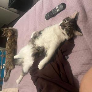 Lost Cat Sucar ( sugar in ara