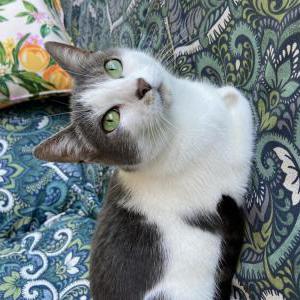 Lost Cat Miss Kitty