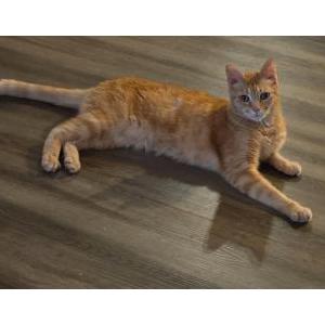 Lost Cat Pinky