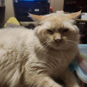 Image of Cosmo, Lost Cat