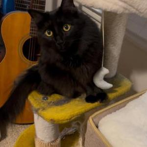 Image of Kisa, Lost Cat