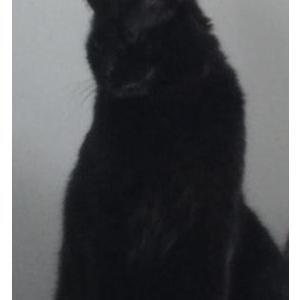 Lost Cat Salem