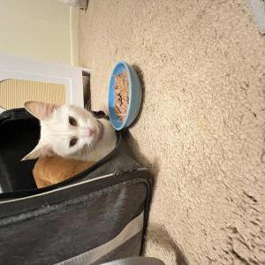 Image of Unknown, Found Cat