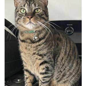 Image of Stitch, Lost Cat