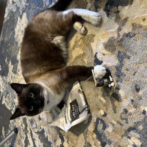 Image of Shiloh, Lost Cat