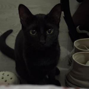 Lost Cat Luci