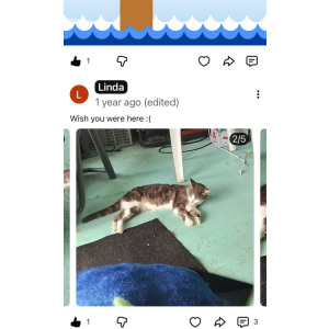 Lost Cat Kitty