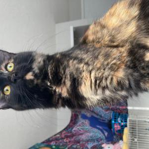 Image of Addy, Lost Cat