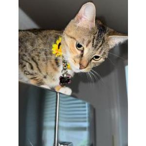 Lost Cat Rumi