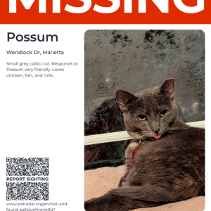 Lost Cat Possum