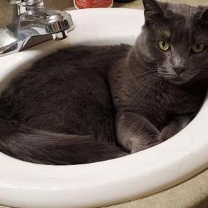 Lost Cat Luck