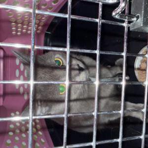Found Cat unknown