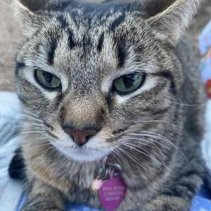 Lost Cat Poppy