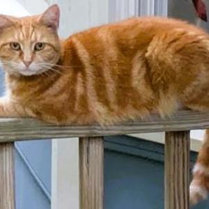 Image of June, Lost Cat