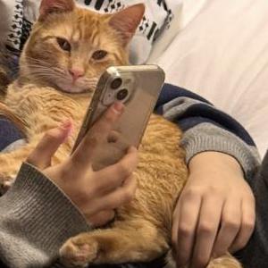 Lost Cat O.J. (Dennis)