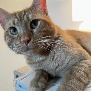 Lost Cat Ember