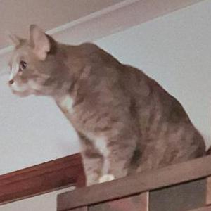 Lost Cat Sterling