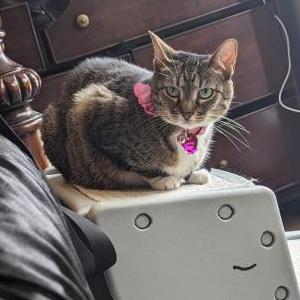 Image of Serenity, Lost Cat
