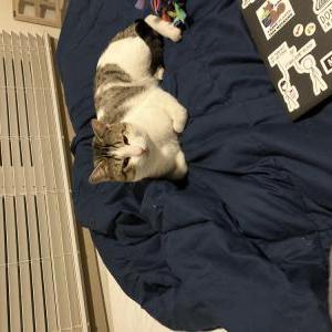 Found Cat Unknown