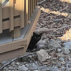 Found Cat Unknown