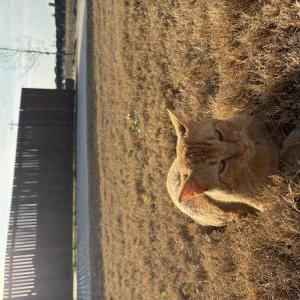Lost Cat Daisy